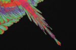 Marcelo Burlon T-Shirt Icon Wings Amazon - Image 12